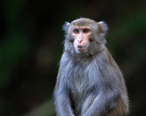Naklejka na ściany i meble Formosan Rock Macaque, Macaca cyclopis monkey in the forest 