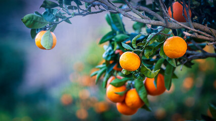 orange orchard, Randa, municipality of Algaida, Majorca, Balearic Islands, Spain - obrazy, fototapety, plakaty