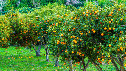 Fototapeta na wymiar orange orchard, Randa, municipality of Algaida, Majorca, Balearic Islands, Spain