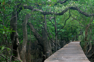 Wooden bridge for sightseeing in the wetland area
