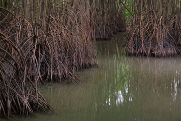 Many roots of mangrove trees