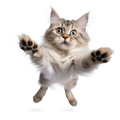 A cat flying  on transparency background PNG