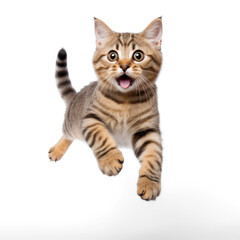 A jump shorthair cat  on transparency background PNG