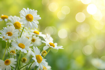 Fototapeta na wymiar White daisies on a blurred background. Chamomile field. generative AI