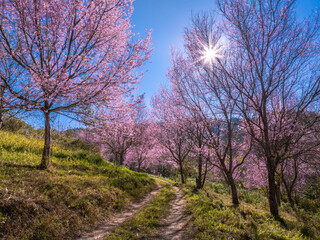 Obraz na płótnie Canvas Pink sakura cherry blossom under a clear blue on Phu Lom Lo mountain, Phitsanulok and Loei Province, Thailand