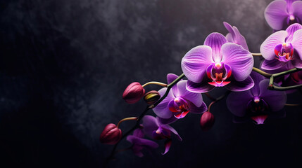 Orchid flower on a dark background with a place for text