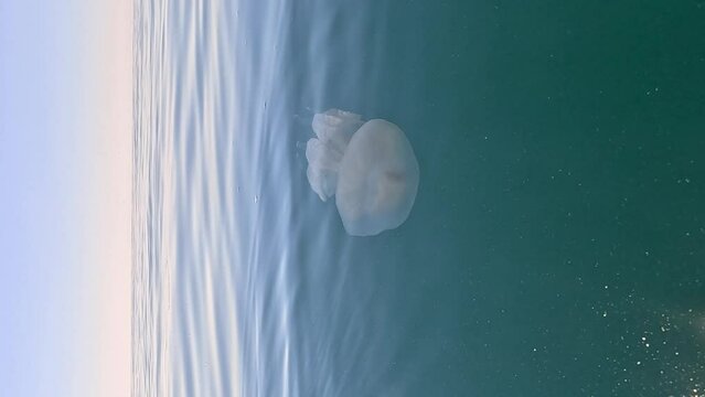 Big jellyfish in the Sea, Rhizostoma pulmo, Rhizostomatidae, floating in the water. Clear azure water surface with sun glare. Abstract nautical nature, slow motion