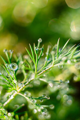 The early sun illuminates the dew drops on the green dill. background. blurred - 720045194
