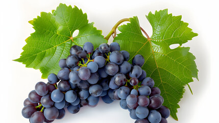 Fototapeta premium Blue grape cluster with leaves