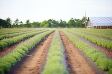 Fototapeta na wymiar rows of lavender in a structured wildflower farm