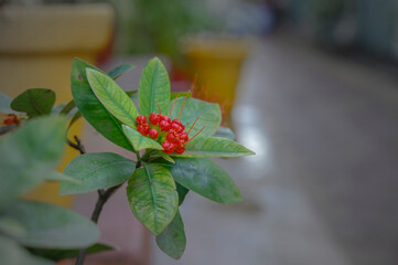 River bushwillow plant and flower buds. Selective focus and blurred background with copy space.