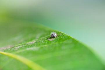 Tiny egg of a Common Baron Butterfly and scientific name is Euthalia aconthea laid on a mango leaf.