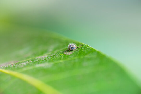 Tiny egg of a Common Baron Butterfly and scientific name is Euthalia aconthea laid on a mango leaf.