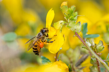 Bee getting pollens and nectar from yellow flower and pollen sac to the hind legs of bee. selective focus used.