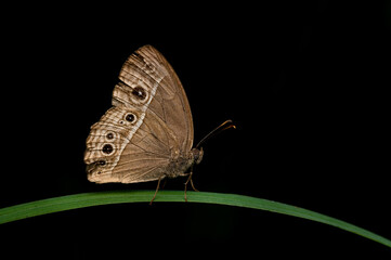 Common brown butterfly on the leaf blade of the grass. Isolated in black background.