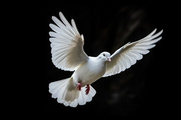 Portrait of a flying white dove isolated on black background - Powered by Adobe