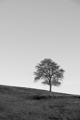 Tree in black and white without leaves on a hill - 720064382