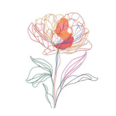 Elegant line drawing of a pretty peony flower. Illustration for invites and cards