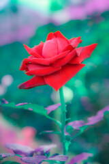 Red rose with natural background
