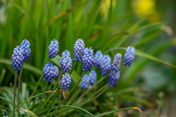 Muscari armeniacum Valerie Finnis ornamental springtime flowers in bloom, Armenian grape hyacinth light blue flowering plants