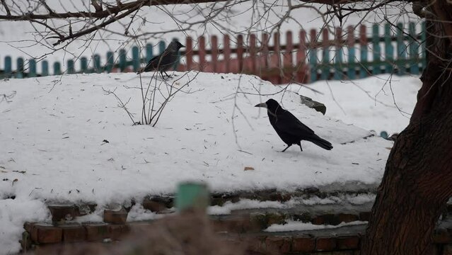 Crows on a snow-covered roof of a building looking for food on a spring or winter day. City birds walk on melting snow.