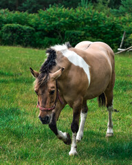 Brązowy koń z białą plamą na grzbiecie, spacerujący po trawie  - obrazy, fototapety, plakaty