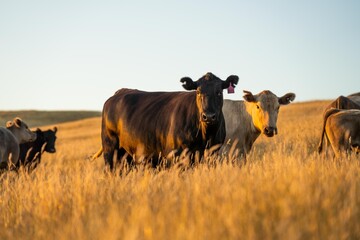 beautiful cows on a farm, beef cattle production in a hot summer, Stud Angus cows in a field free...