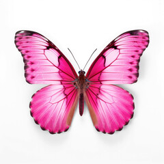 1 pink real butterfly, on transparency background PNG