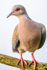 European Turtle Dove (Streptopelia turtur) perched on a branch.