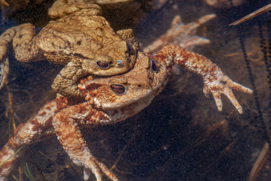 Common toad (Bufo bufo) in a pond during the breeding season in spring.