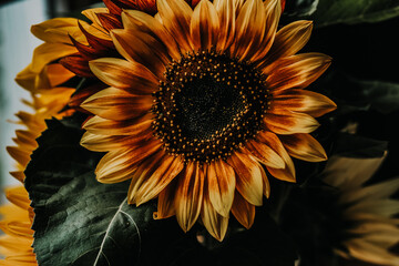 sunflower on black background