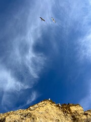 Seagulls on the rock, flying seagulls in the sky, sandstone rock, ocean coast