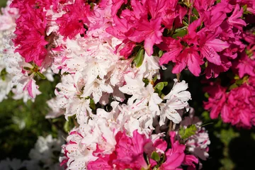 Crédence de cuisine en verre imprimé Azalée 赤と薄ピンクの満開のツツジの花