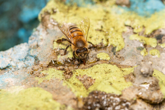 worker bees drinking water from droplets on a rock