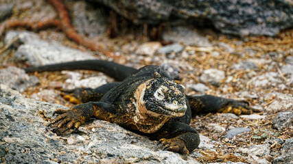 A Galapagos land iguana sunbathing on Plaza Sur Island
