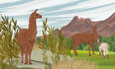 Family of llamas stand on the field at the foot of a mountain range. Domesticated animals of South America. Realistic vector landscape