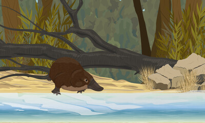 The platypus goes into the water on the shore of the lake with thickets of coastal plants. Endemic species of Australia and Tasmania. Realistic vector landscape