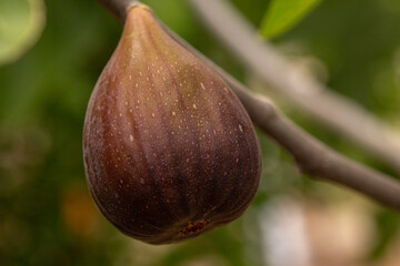 ripe purple fig growing organically during summer months in South Australia