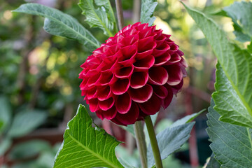 A delicate red dahlia flower isolated against an out of focus green background