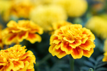 Golden marigolds in the flower garden