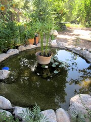 pond with papyrus plants