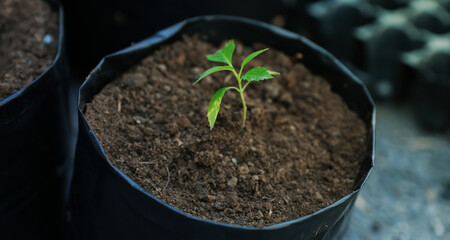 the seedlings of small sprouts tree into the black nursery bags