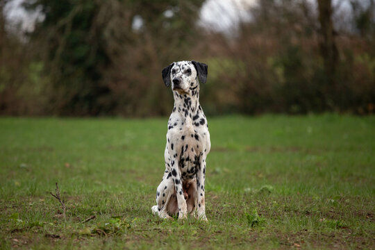 Prestance de dalmatien