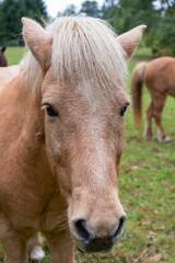 portrait of a light brown horse close up in full frame