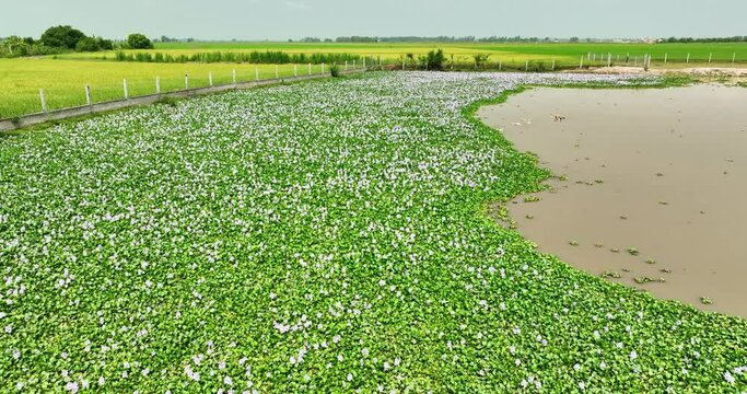 The countryside of Vinh Hung, Long An, Vietnam with fields of water hyacinths and lonely cajuput tree in early morning is very peaceful. The homeland of Vietnam has many things that everyone remember