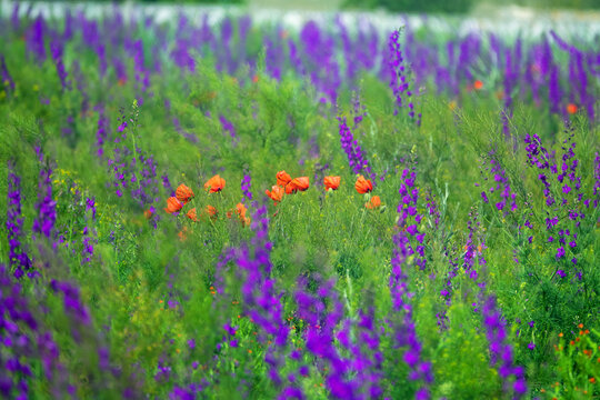 Blue wild field. Secondary steppe on the Kerch peninsula, Crimea overgrown with forking larkspur (Delphinium consolida)