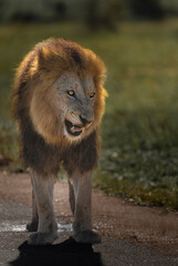 A male lion showing his teeth while standing in the road in Kruger National Park