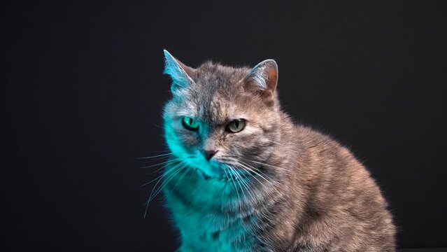 gray cat poses for the camera and washes and combs in the photo studio