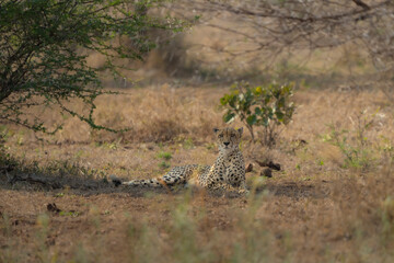 A Cheetah laying down in the dry savanna in Kruger National Park. 