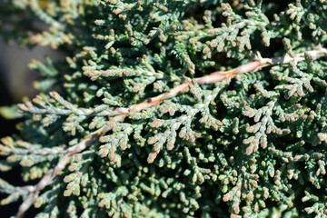 Creeping juniper Icee Blue branch